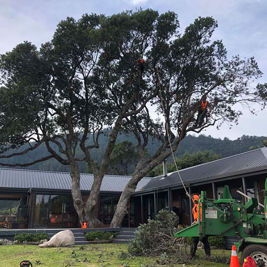 tree pruning reduction services in south auckland