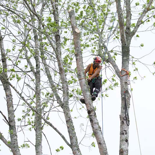 tree removal services in south auckland
